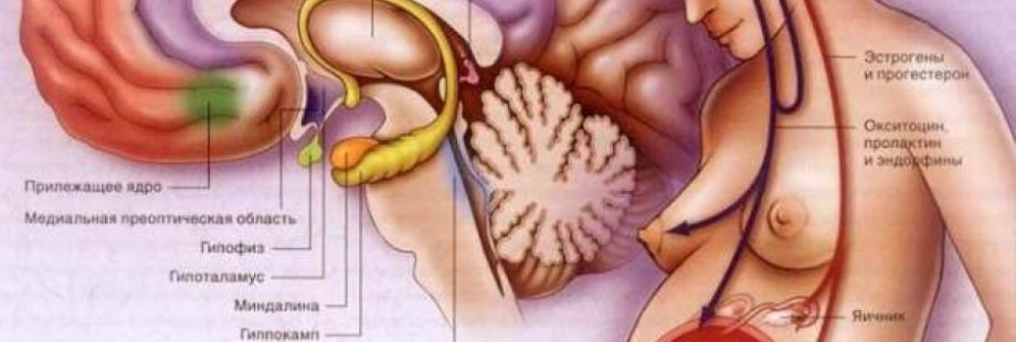 пролактин нормализовать